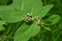 Euphorbia hypericifolia
